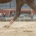 Surface Maintenance Guidelines for Race Tracks